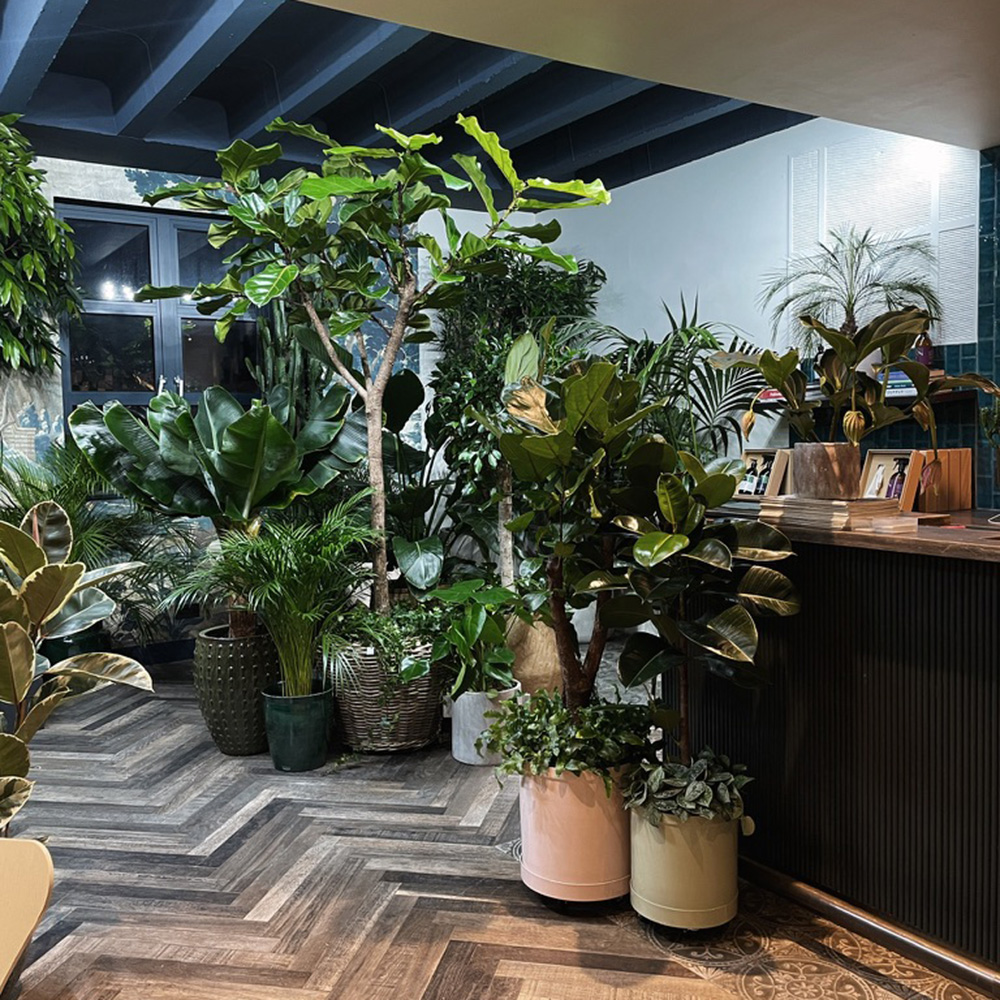 A jungle of plants inside the Plant Drop showroom